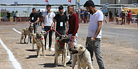 Kayseri'de Anadolu Çoban Köpekleri Güzellik Yarışması