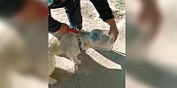 Kayseri'de başı bidona sıkışan köpeği itfaiye kurtardı