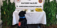 Kayseri'de 120 gr Kubar esrar, 206 kök Hint Keneviri ele geçirildi	